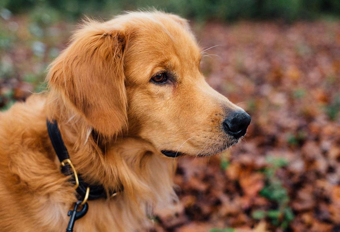 7 Genius Dog Noodle Tricks You Should Know