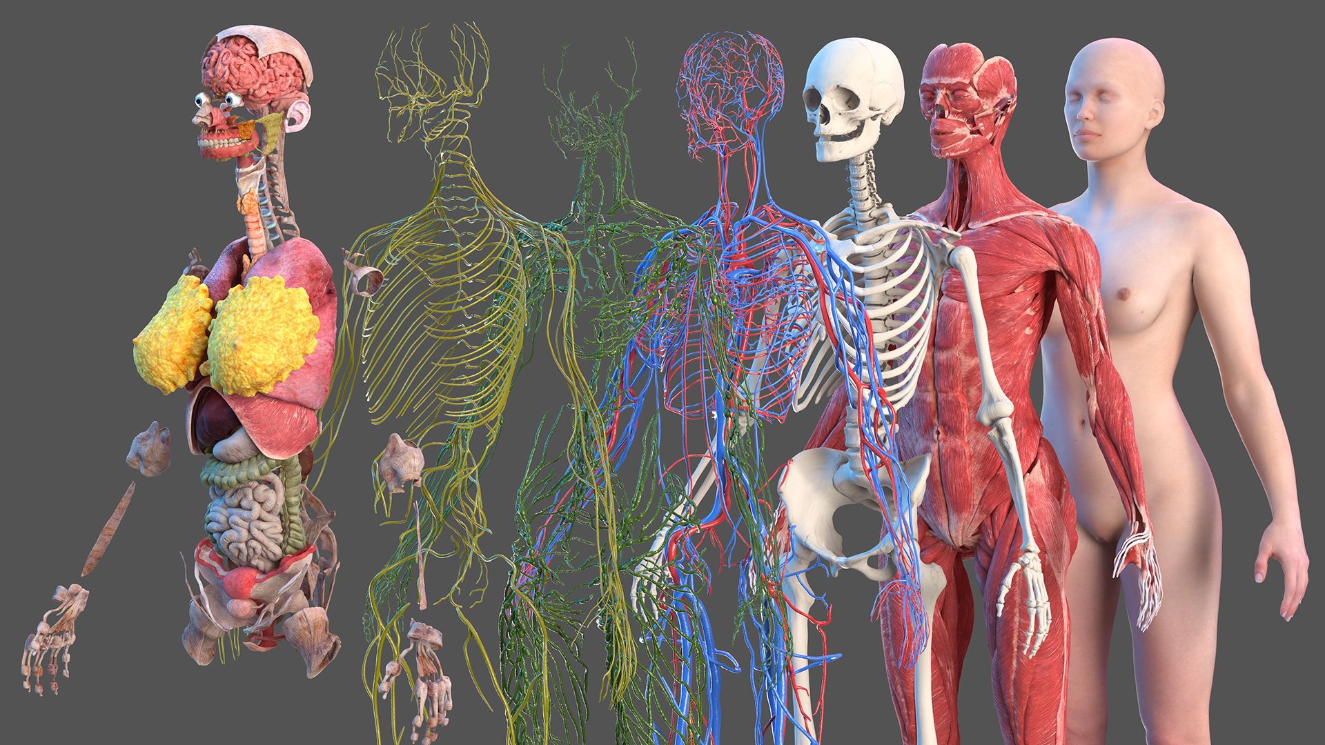 Easy 3D Anatomy Models For Learning Anatomy Quickly
