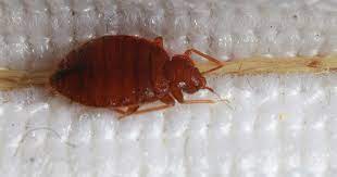 Best Bed Bugs Lawyer: How To Find The Right Legal Help