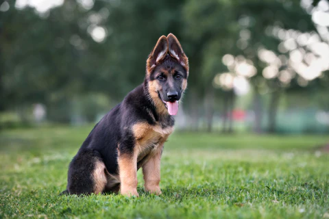 Easy German Shepherd Puppy Training Tips